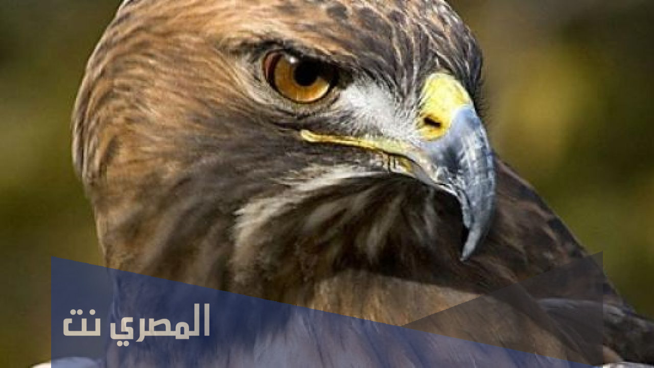 كم سنة يعيش الصقر