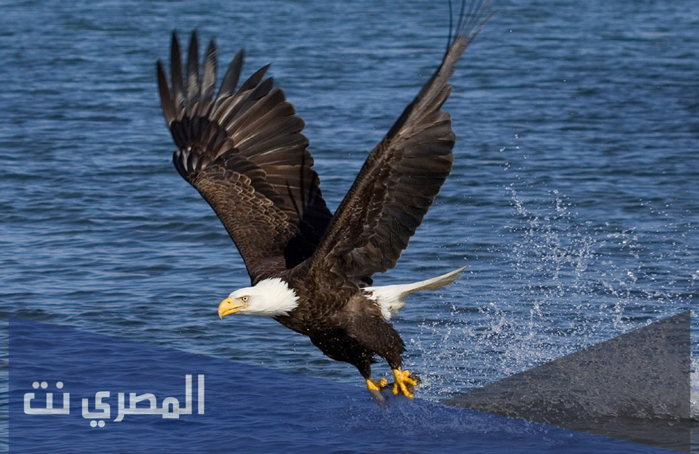 كم سنة يعيش النسر