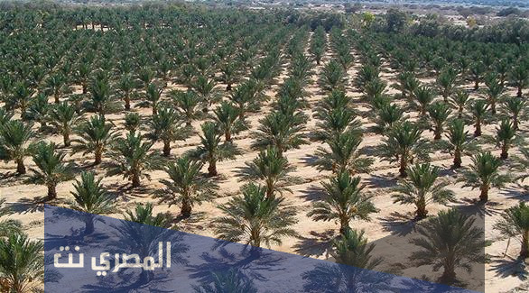 كم عدد اشجار النخيل في الامارات
