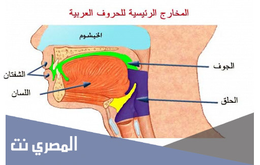 كم عدد المخارج العامة لحروف الهجاء