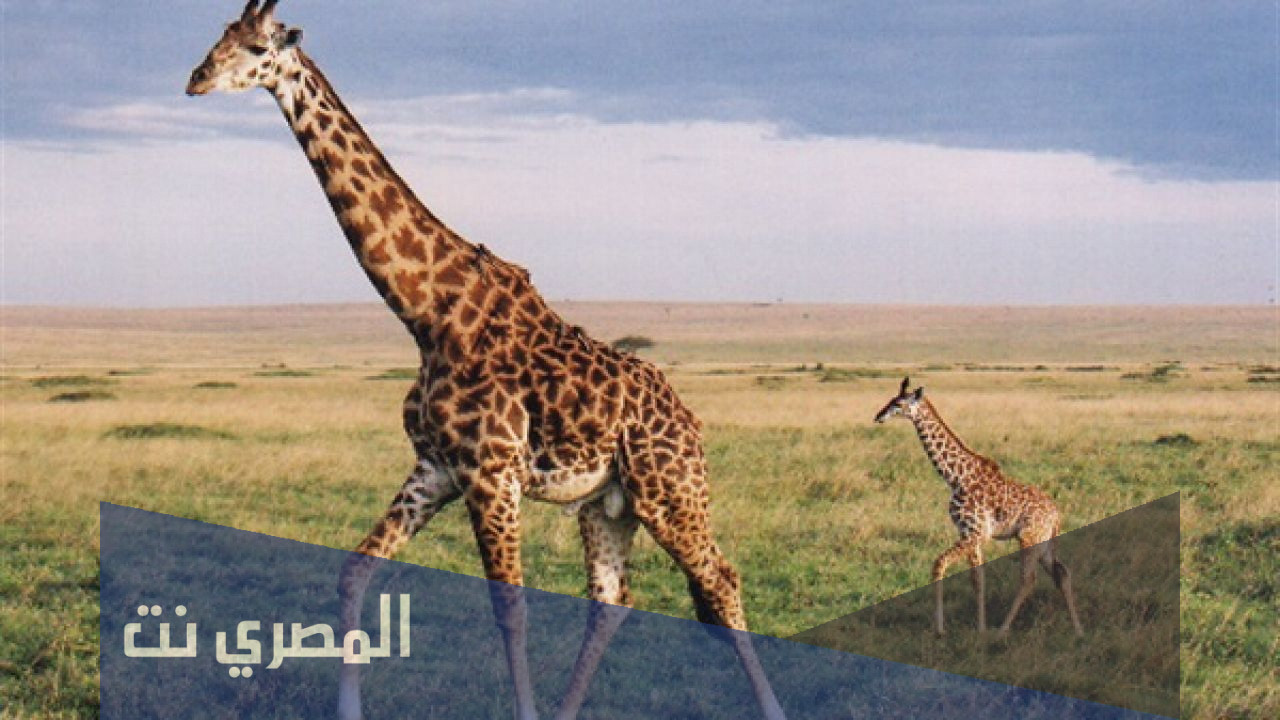 كم عدد فقرات الزرافه