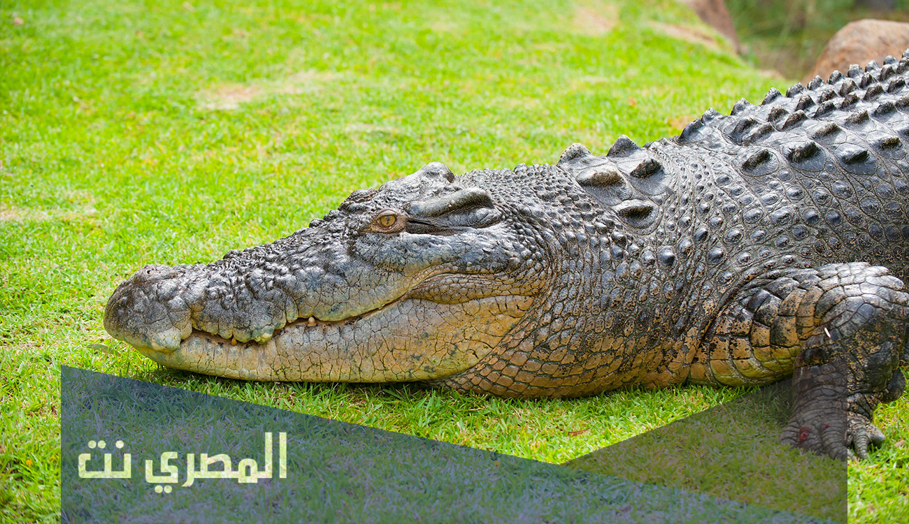 كم يبقى التمساح بدون اكل