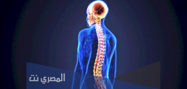 كم يبلغ طول النخاع الشوكي