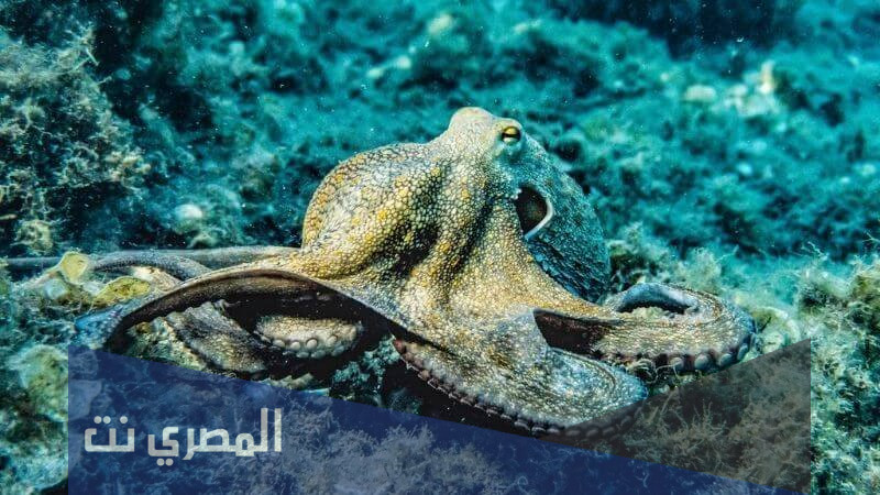كم يمتلك الاخطبوط من عقل