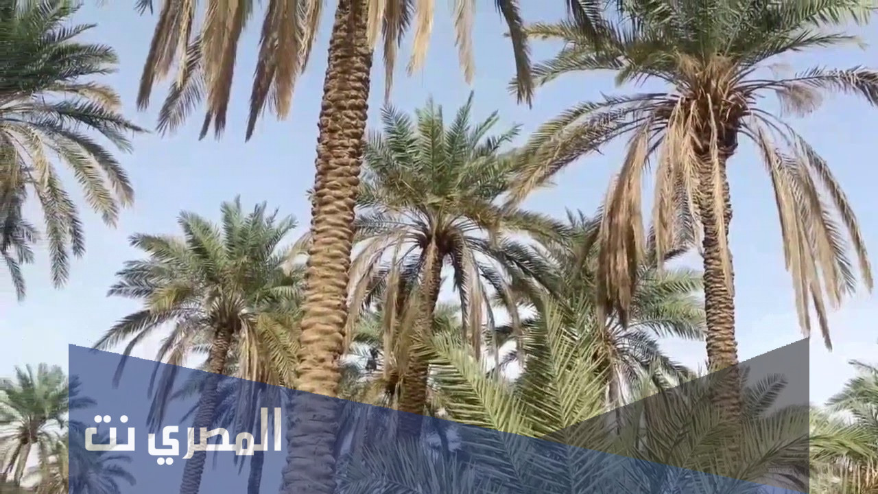 لماذا تكون ورقة النخلة كبيرة ومركبة