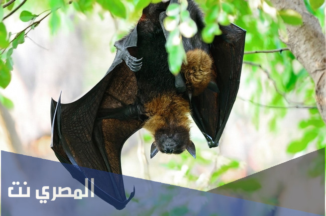 لماذا تنام الخفافيش في وضع مقلوب