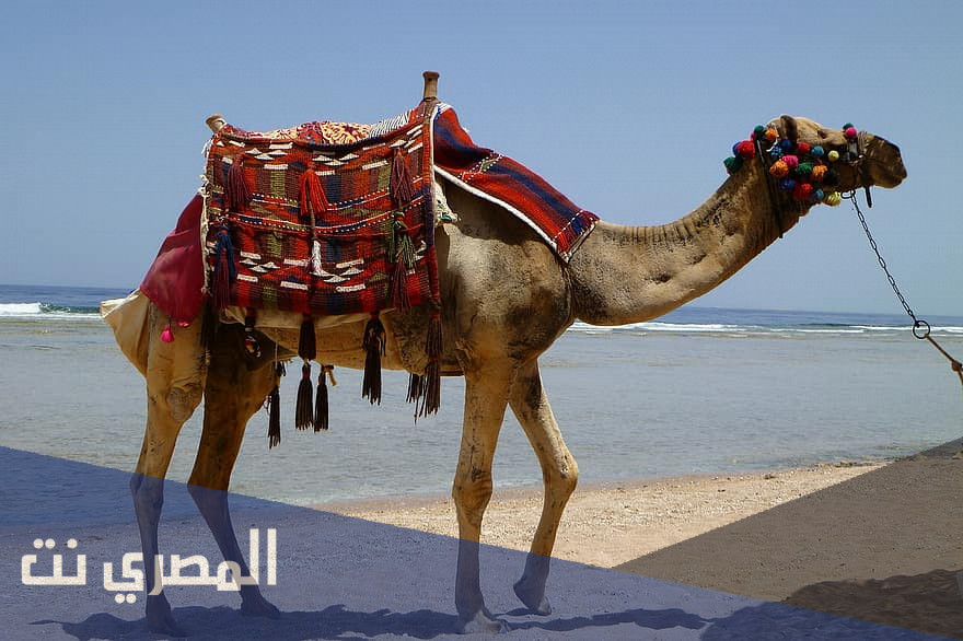 لماذا سمي الجمل سفينة الصحراء ؟