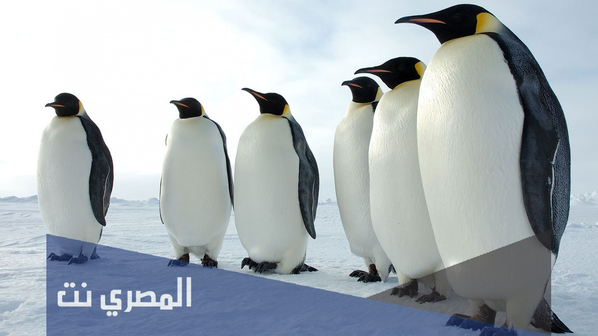 لماذا لا نرى البطريق في دولة الكويت