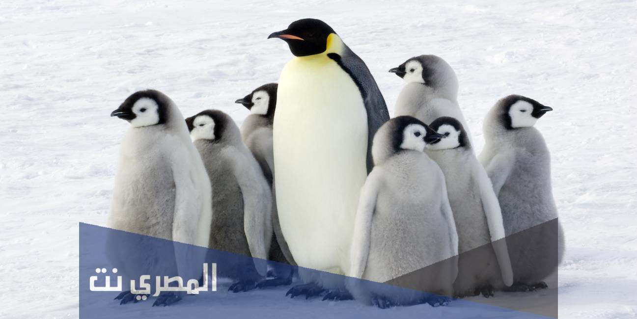 لماذا لا يستطيع البطريق العيش في الصحراء، البطريق أحد أنواع الطيور البحرية والتي أغلبها يعيش في الجزء الجنوبي من الكرة الأضية، معروفة بشكلها الغريب وبمنقارها المميز وأيضاً بالريش الأبيش والأسود، ومدة بقائها على الحياة تتراوح من بين خمسة عشر إلى عشرين سنة، تتغذى على الأسماك الميتة وتتتميز باعتنائها الكبير بصغارها. لا يستطيع البطريق العيش في الصحراء يعد المناخ العام في الصحاري حار جداً وبالكاد يتحمله الكائن البشري، فهناك قلة توافر في المياه أو المأكولات أي مقومات العيش الصحيحة واللازمة، وبالنسبة للبطريق فإنه يحتاج لمناخ بارد جداً ولا يمكن أن تعيش في الأماكن الدافئة فإن تواجدت فيها فإنها سرعان ما تموت، لذا فإنها لا يمكن أن تعيش في الصحراء أبداً ولا يمكن أن تتأقلم بالعيش هناك. أقدام البطريق وطرق التكيف يوجد أعداد متنوعة من البطاريق ولكن جميعها تشترك في تركيبة القدم الخاصة بها، حيث تكون مكشوفة من أجل المساعدة في السباحة ولها مخالب مفيدة كي تعلق في الأسطح الجلدية، واتفق أغلب العلماء أن تلك التي تجمع بين الأرجل القصيرة والكبيرة تجعل طريقة المشي بالنسبة إليهم لها فاعلية أكبر، وذلك بسبب دورها في رفع مركز الكتلة للبطريق، وقد تم تكييف أرجل البطريق التي تكون لها قدرة على السباحة والغوص وذلك لأن أغلب وقتهم يكون في البحر. هل البطريق من الثدييات عرفت بعض الاشاعات التي تخبرنا أن طيور البطريق نوع من أنواع الثدييات، ولكن الحقيقة هو أنها لا تنتمي إليهم فقد لاحظوا أنها تضع البيض ولا تلد كما أنها  لا ترضع الصغار بالحليب، حيث تقوم البطاريق بإطعام الصغار بالواجبات التي تأكلها ثم تقيأ كالأسامك والحبار، تتشابه في شكلها معهم وبهذا دور كبير في حماية أطفالها ونفسها من الحيوانات المفترسة المتواجدة في نفس المنطقة. تعد البطاريق من أنواع الطيور المعروفة والتي يعرف أنها لا يمكن أن تعيش في الأماكن الحارة بشكل كبير، إنما خلقت بطريقة تتناسب كي تعيش في الأماكن الباردة ولا يمكن أن تصنف من الثدييات أبداً على الرغم أن فيها تصرفات منهم.