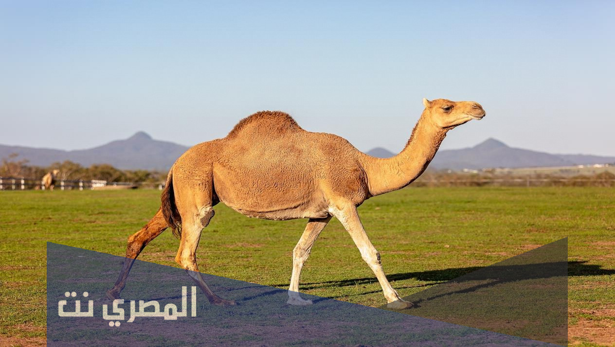 لماذا لحم الابل ينقض الوضوء