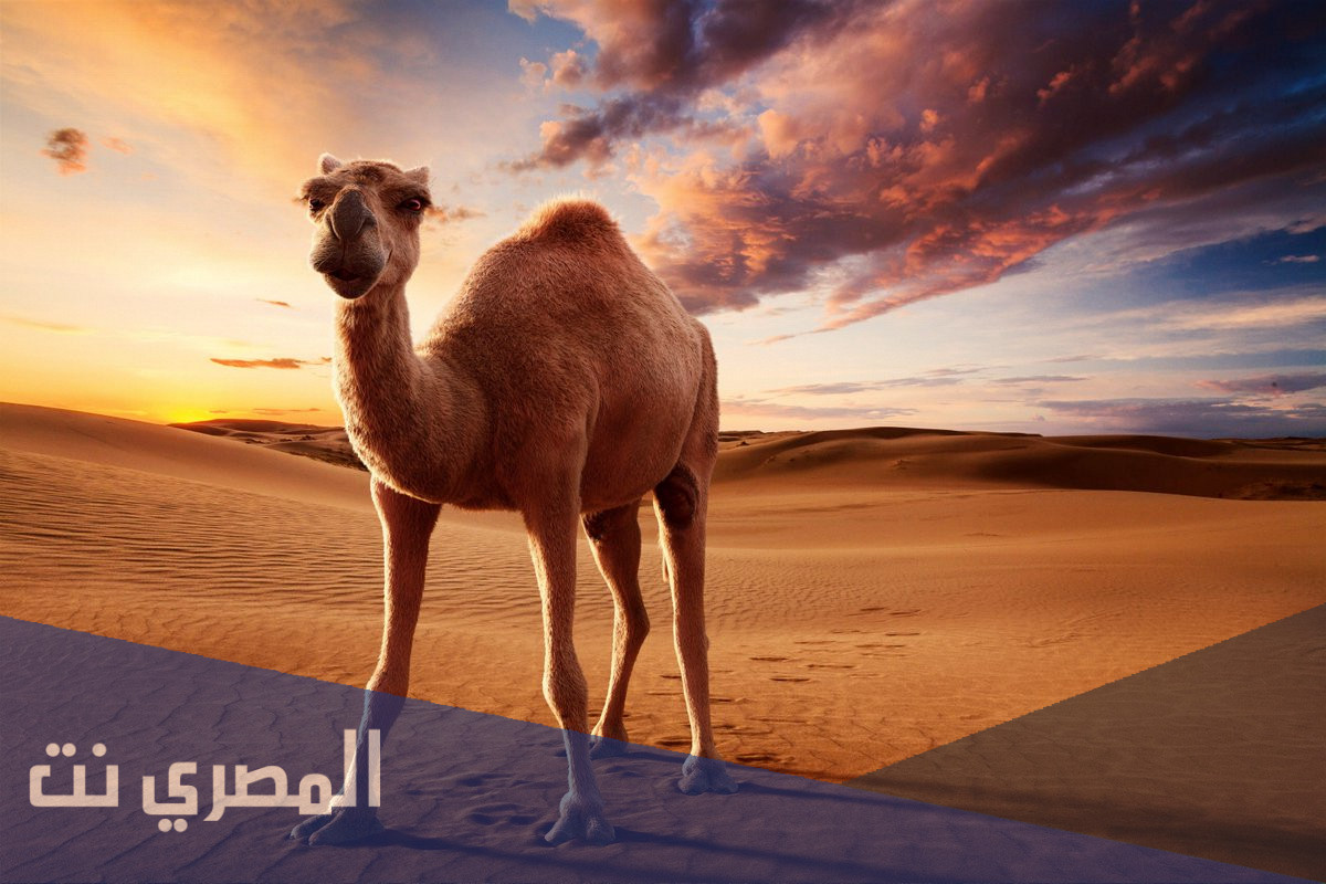 لماذا نتوضأ بعد اكل لحم الابل