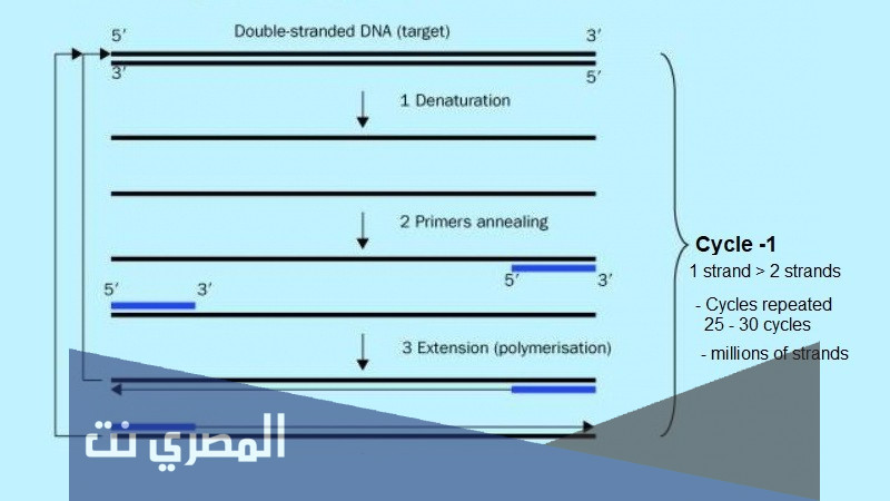 لماذا يستخدم تفاعل البلمرة المتسلسل