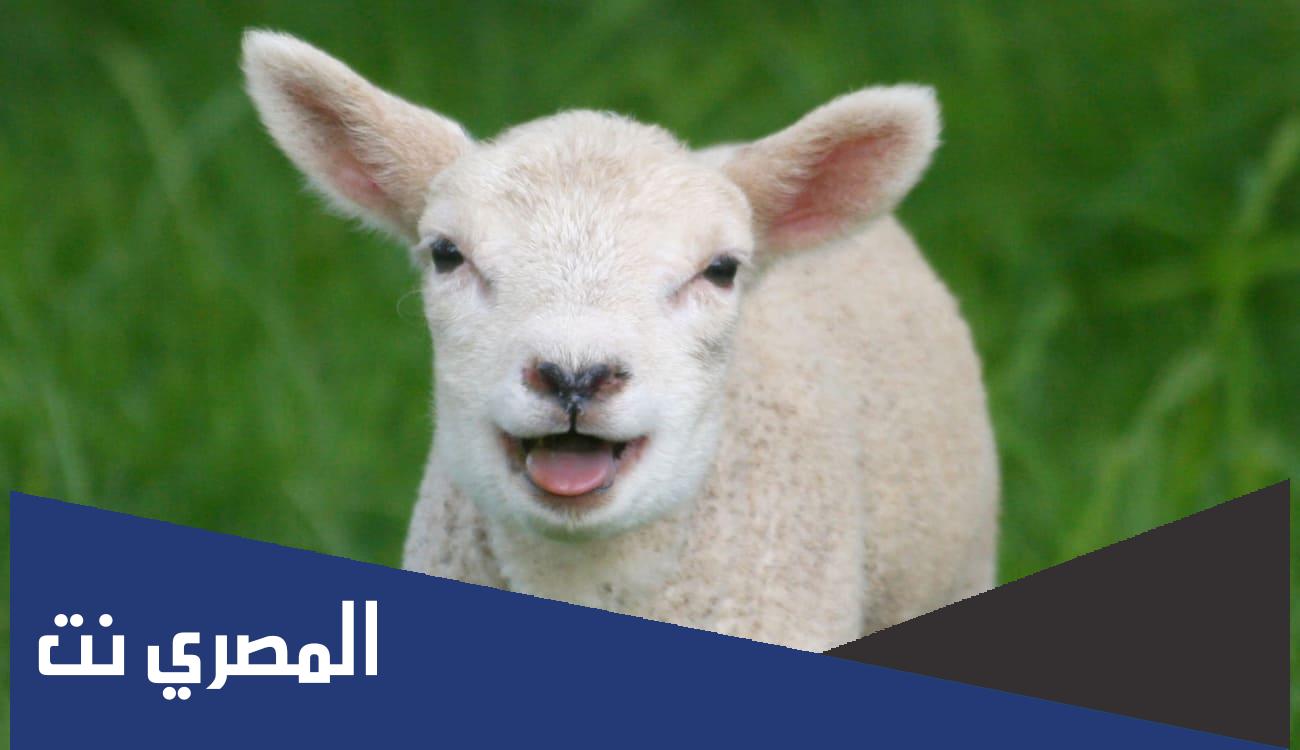 ما اسم صغير الشاة