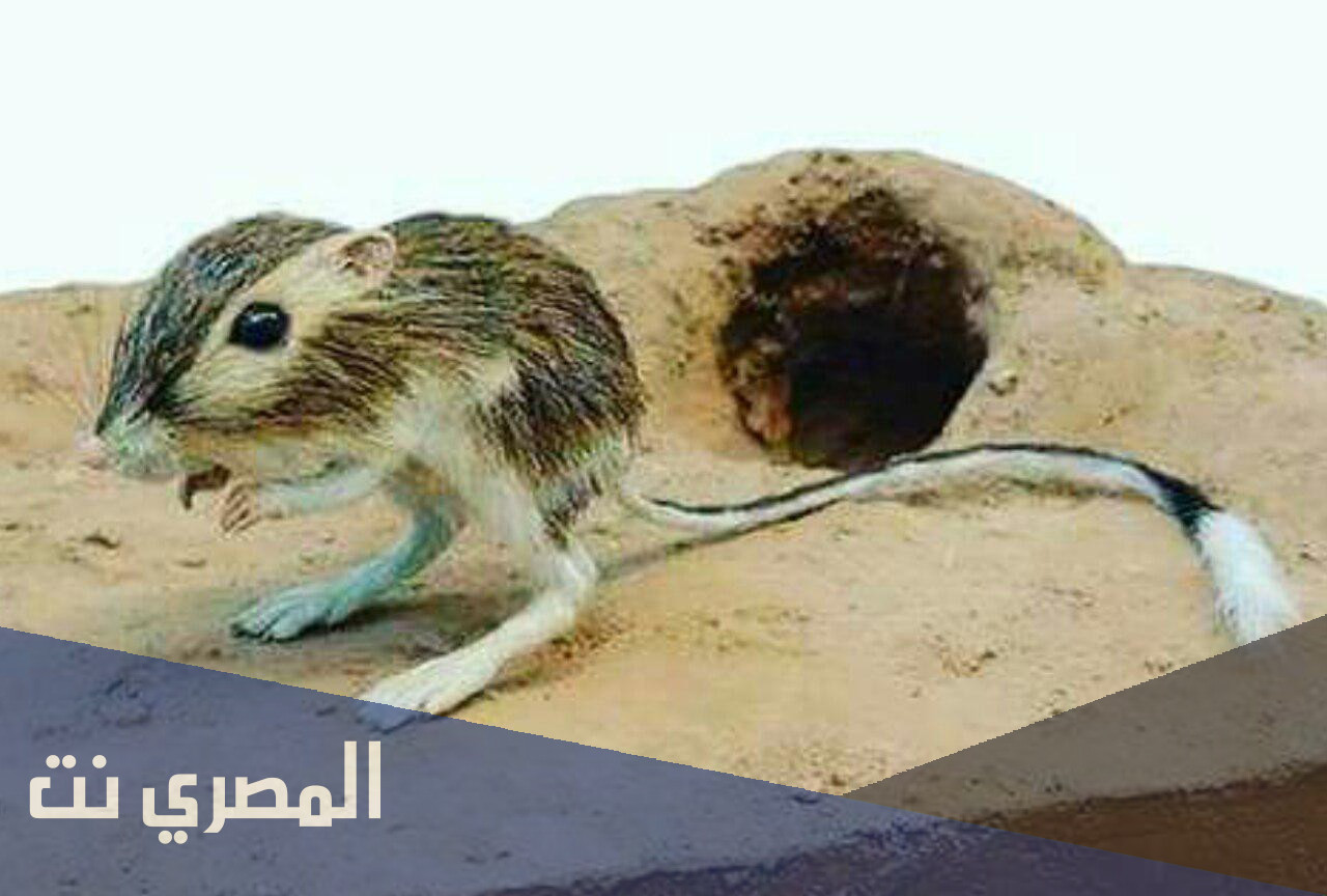 ما الحيوان الذي لا يشرب الماء أبدا