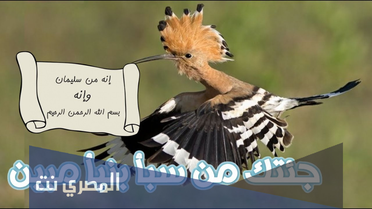 ما قصة سيدنا سليمان مع بلقيس