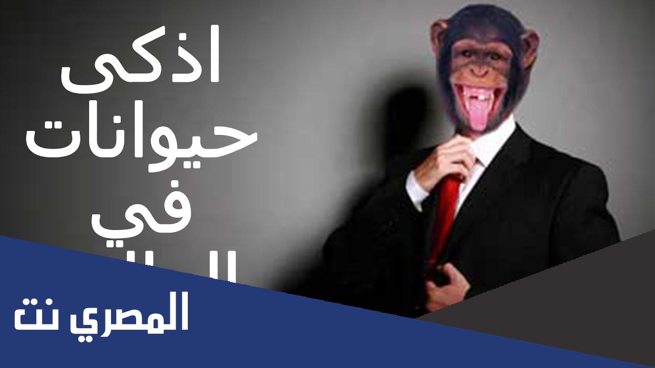 ما هو أذكى حيوان في العالم؟