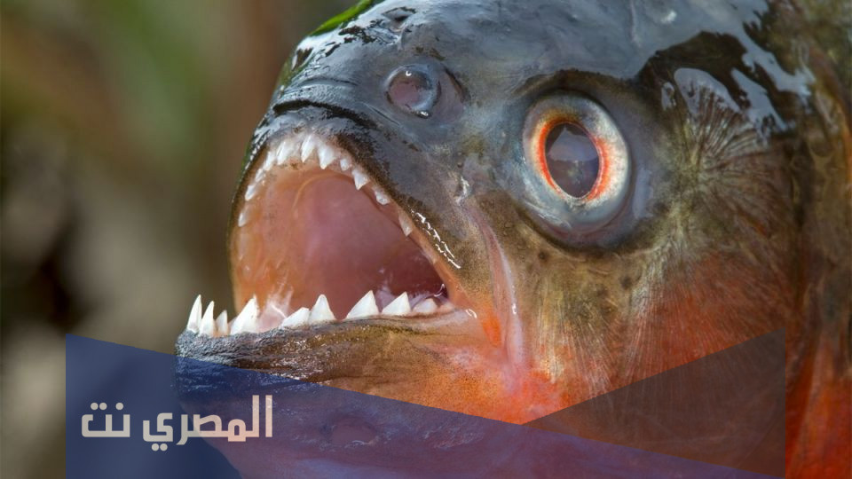 ما هو اخطر انواع السمك