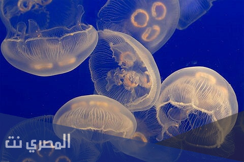 ما هو الحيوان الذي لا يملك هيكلاً عظمياً على الإطلاق؟