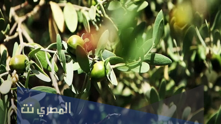 ما هو الذهب الاخضر