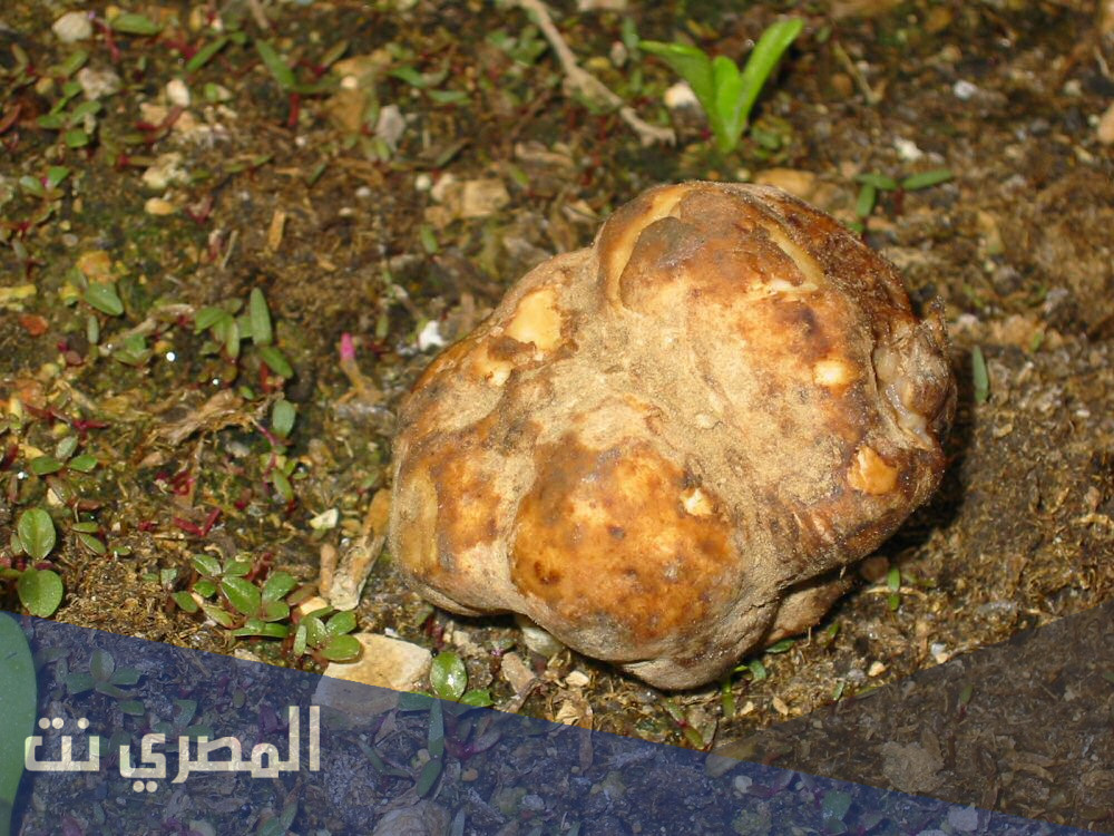 ما هو الفقع السعودي