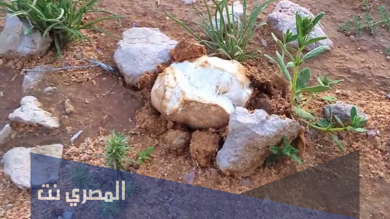 ما هو الفقع في مصر