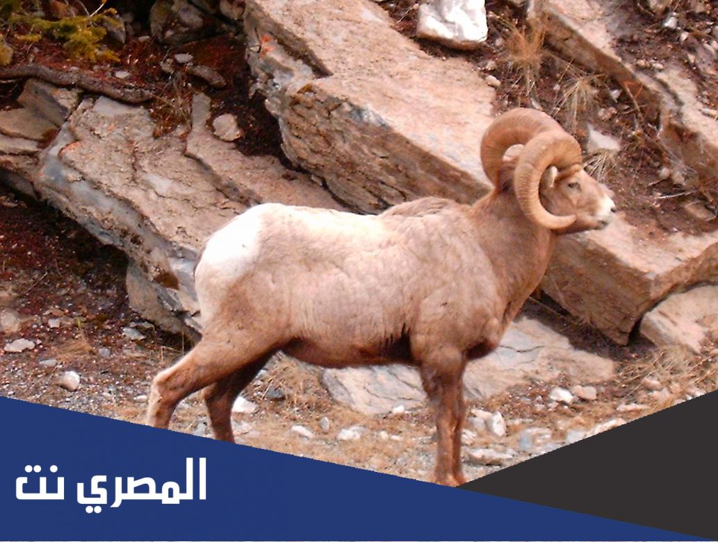 ما هو الكبش