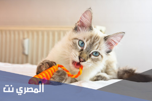 ما هي اسباب استفراغ القطط