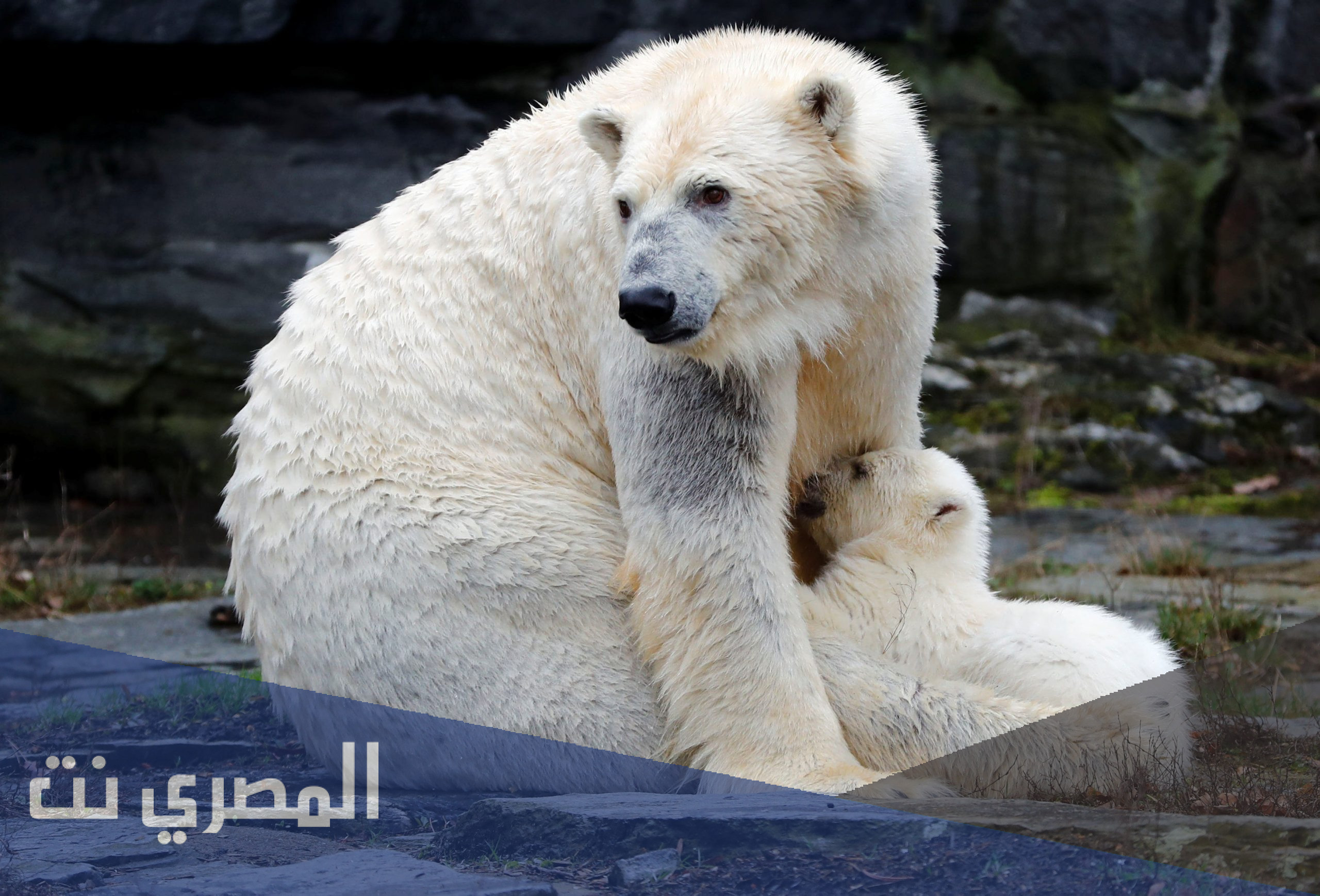 ما هي الجهبر