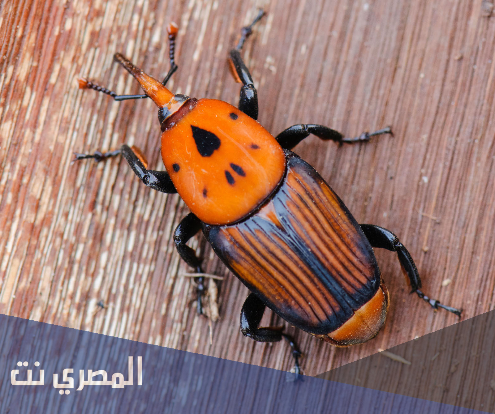 ما هي السوسة الحمراء التي تصيب النخيل