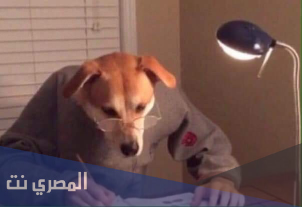 ما هي زنقة الكلاب