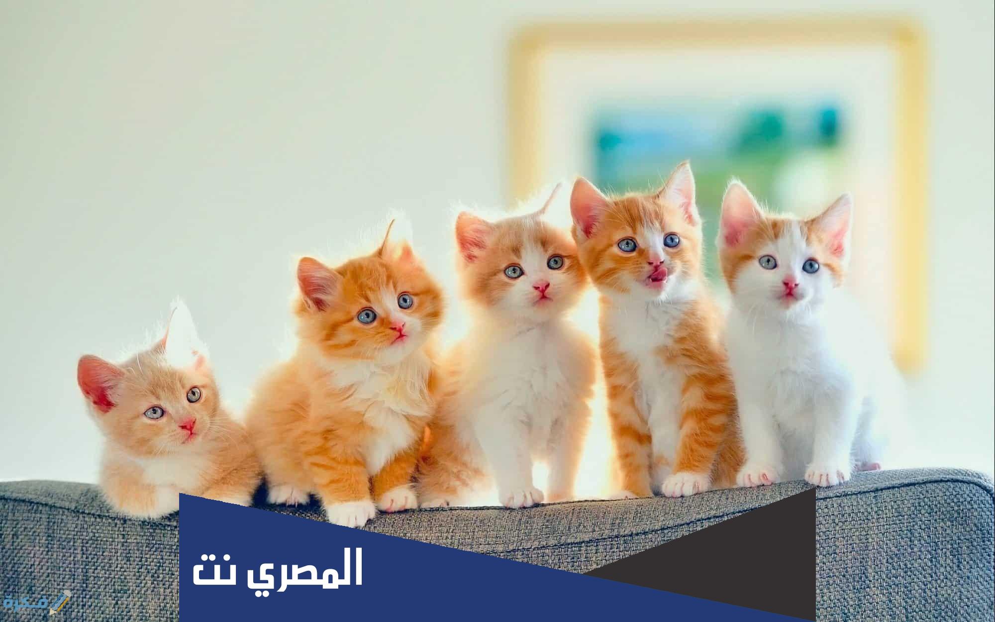 ماهو اكبر انواع القطط في العالم