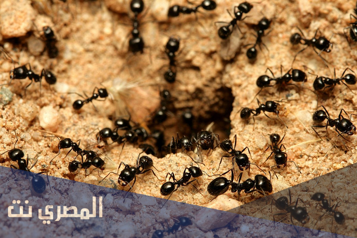 من اين تبول النملة