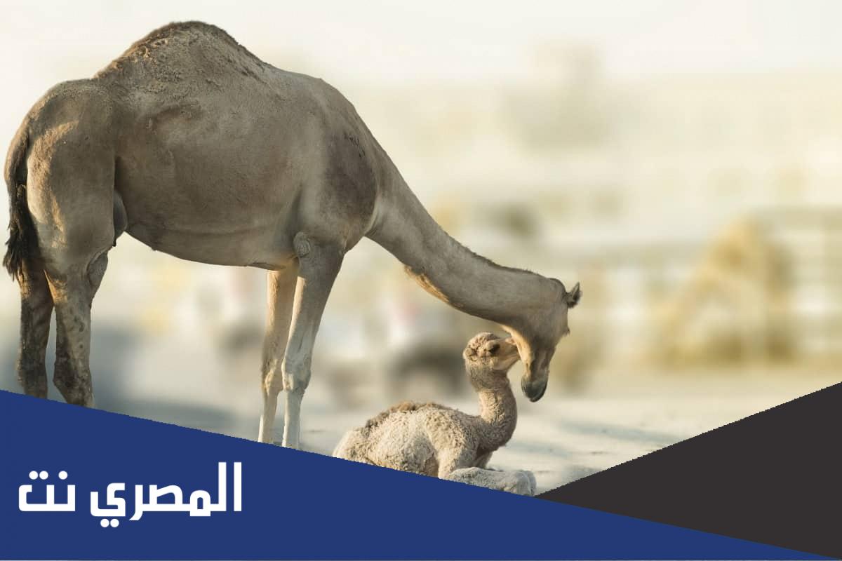 من هو الحيوان الملقب بسفينة الصحراء