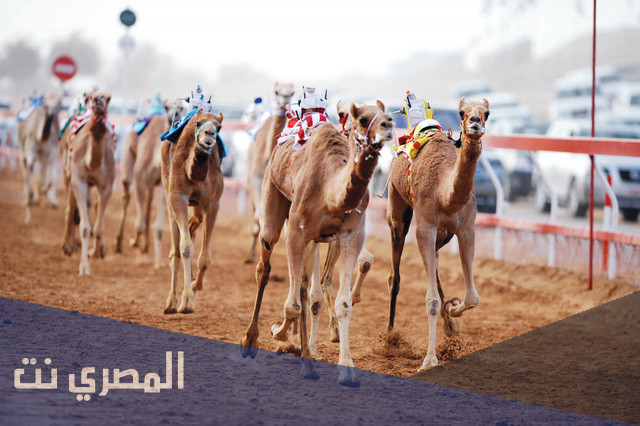 منافسات سباق الهجن