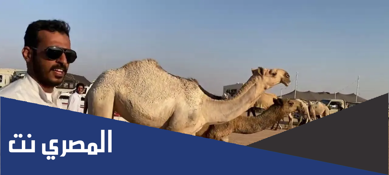موعد وتفاصيل مزاد ضريه للابل 1443
