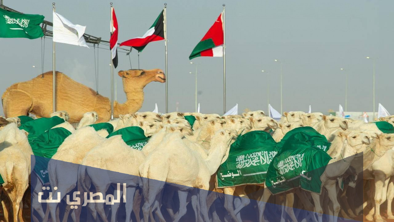نتائج مهرجان الملك عبدالعزيز لمزاين الإبل 1443