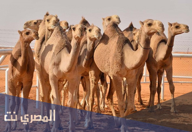 هل الابل من الشياطين