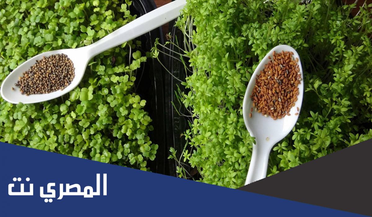 هل الرشاد ينزل الدورة
