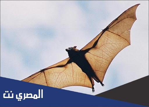 هل طائر الخفاش يلد ام يبيض