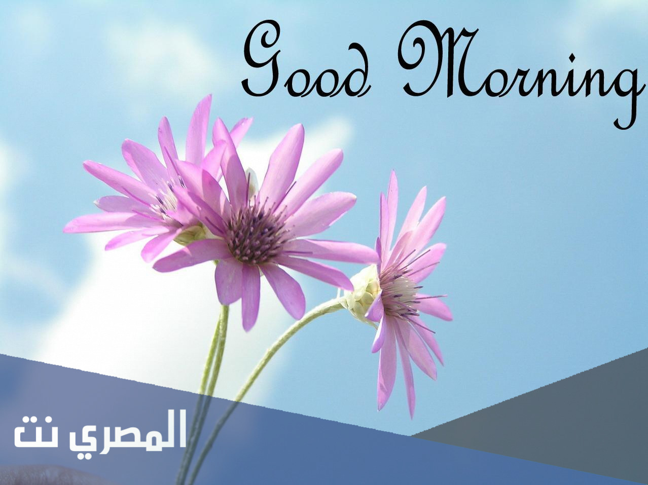 ويش الرد على قود مورننق
