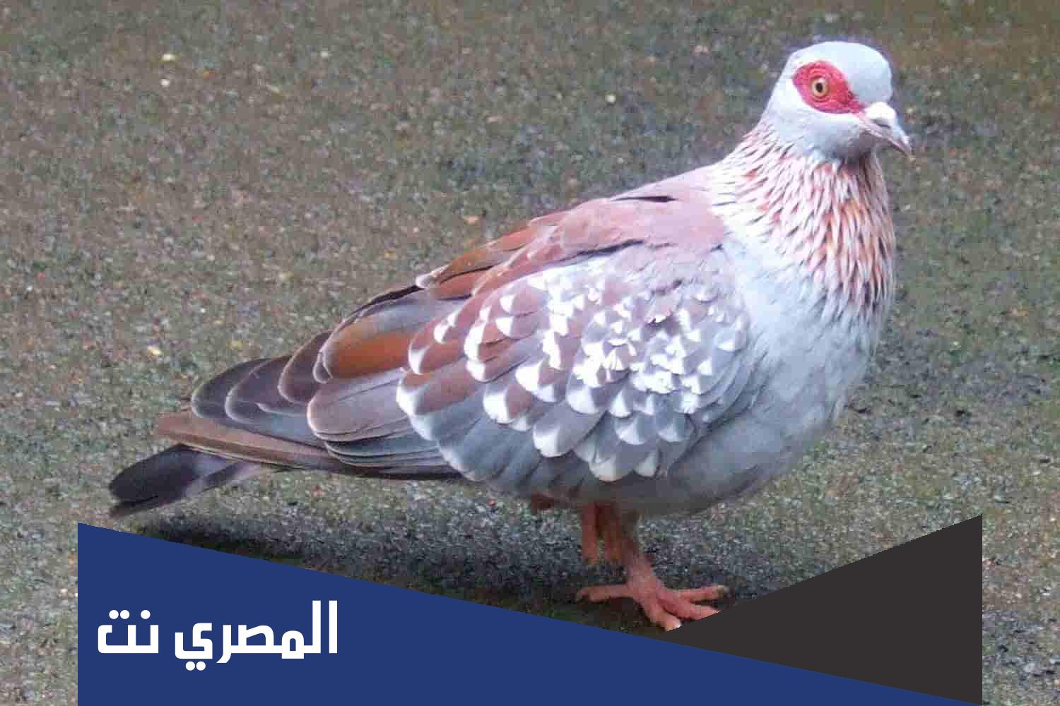 لماذا مربي الحمام لا يشهد