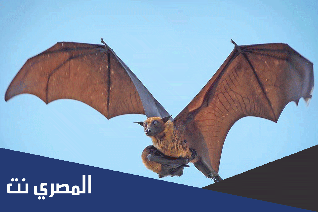هل الخفاش يلد ام يبيض