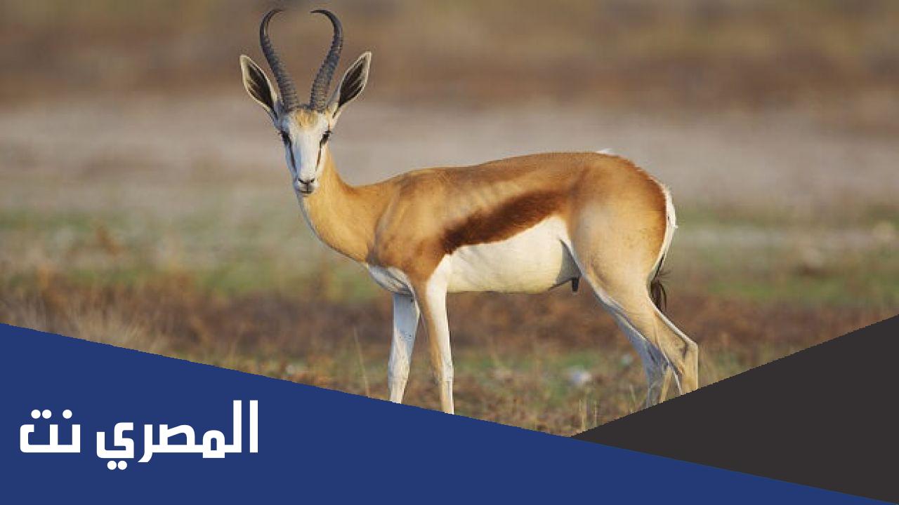 أين يعيش ظبي الإدمي