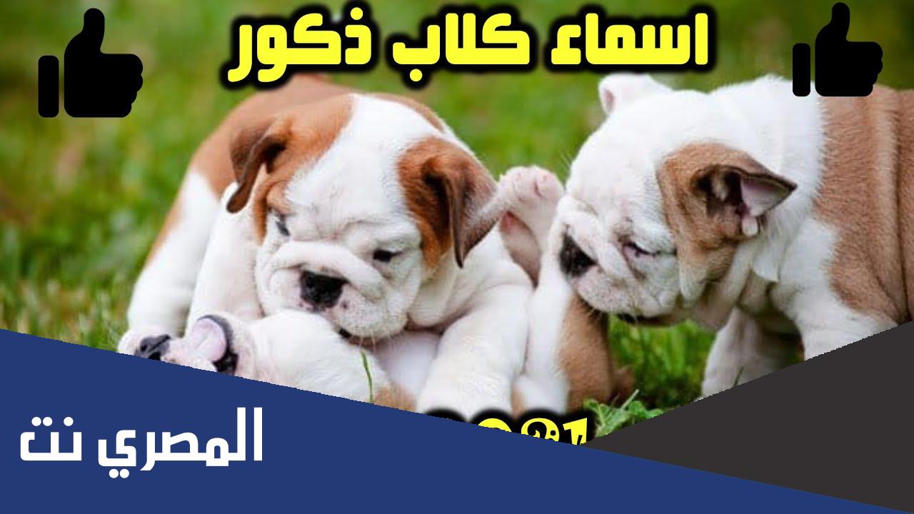 اسماء كلاب ذكور 2021