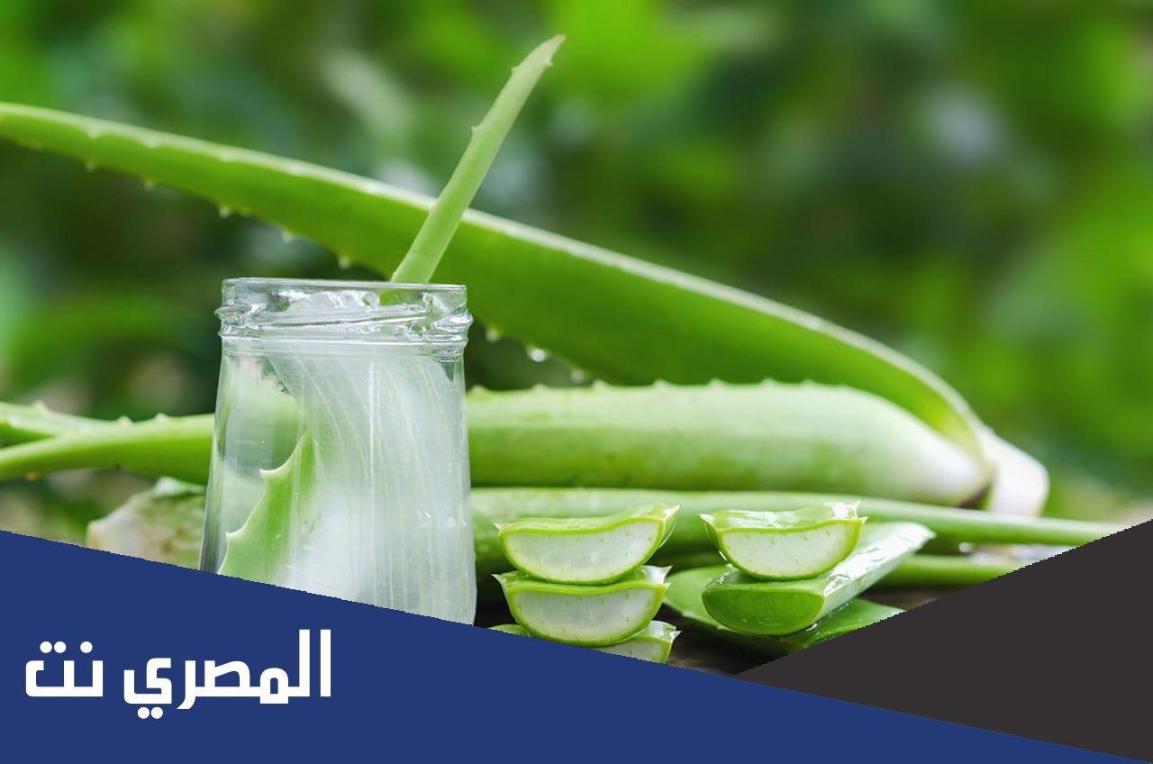 الصبار للشعر تجربتي معه جعلتني أستغنى عن البروتين