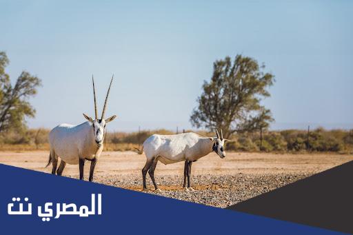 اين تقع محمية الشومري