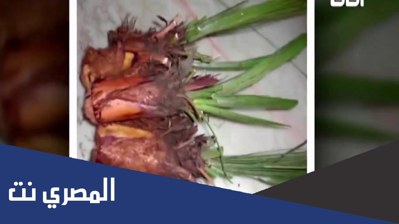 اين يباع الجمار في مصر
