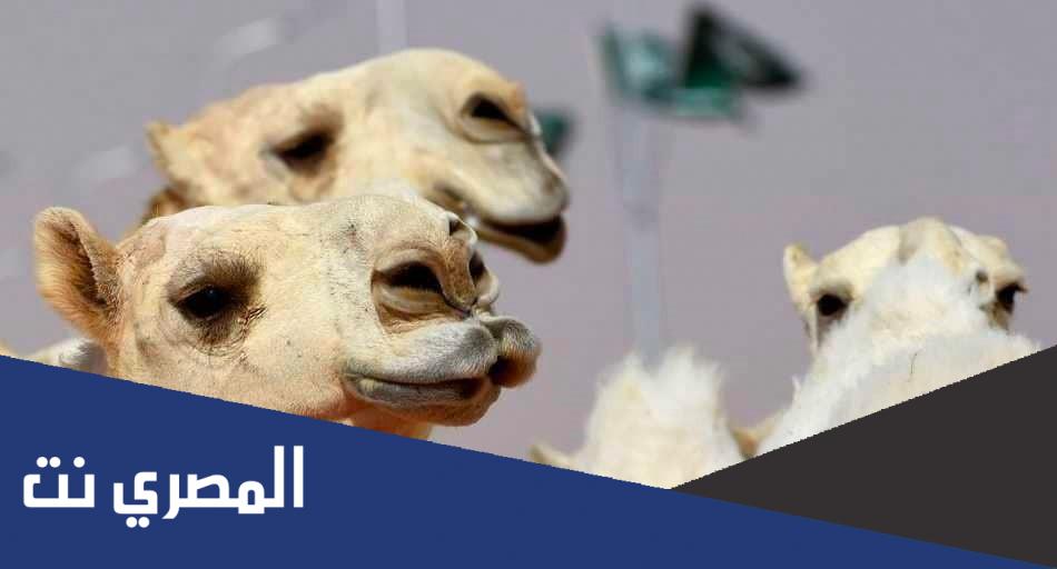 تفاصيل ضبط حالات تمطيط وحقن وفتق الشارب بين 43 فردية بمهرجان الملك عبدالعزيز للإبل