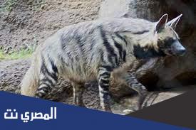 هل الضبع يكون سنة ذكر وسنة انثى