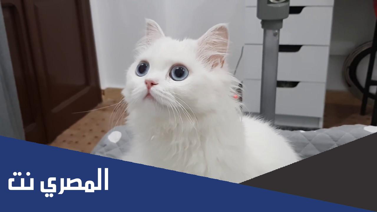 حقيقة القبض على معنفة القطط
